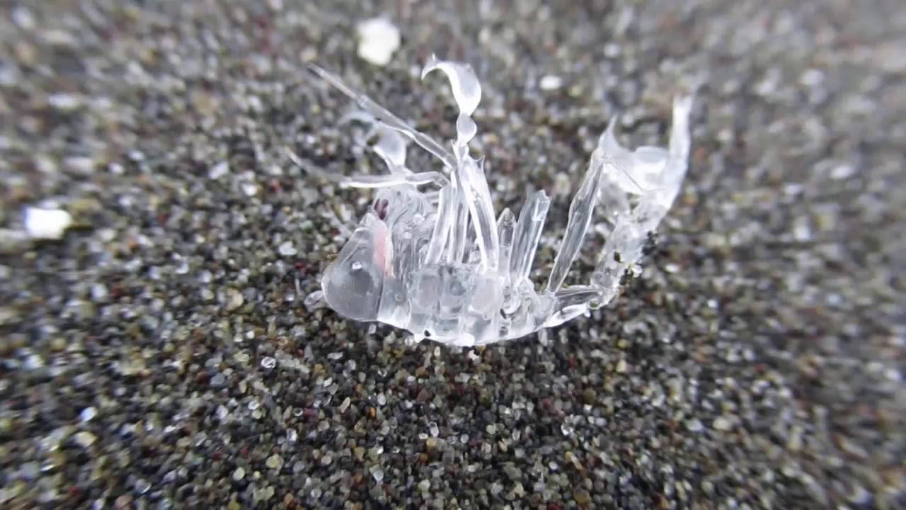 オオタルマワシ