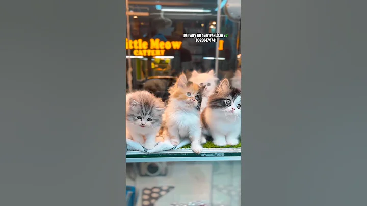 Video 11750341: persian cat kitten pet, persian kittens home