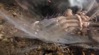 Tarantula Molting Time-Lapse