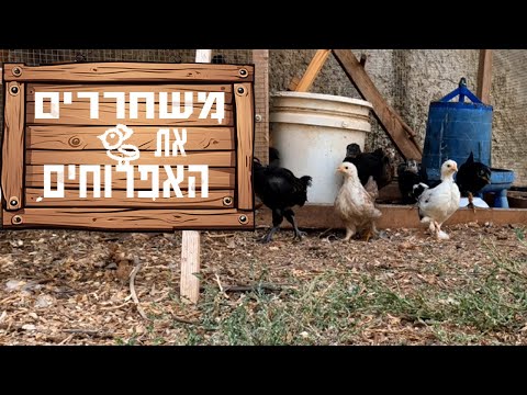אפרוחי התרנגולות שלנו יוצאים לחופשי