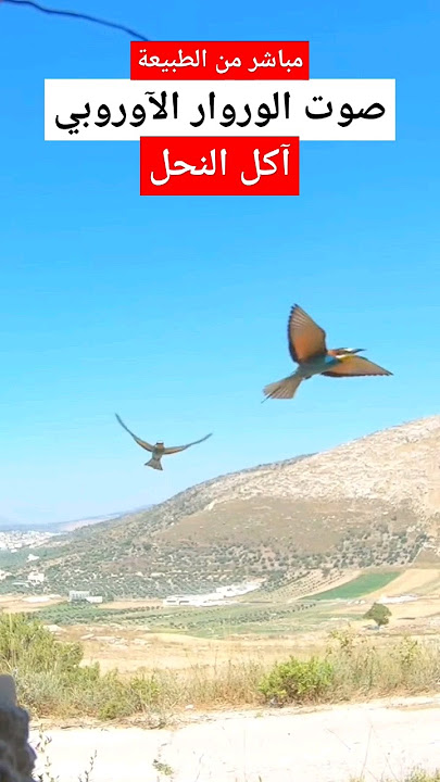 صوت الوروار آكل النحل الورور اليامون  #نوافذ_برية #birdsounds #طيور