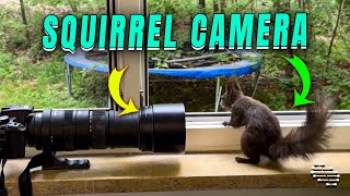 Curious Squirrel Investigates Camera Through Window
