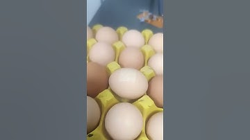 Laser Marking Machine Prints QR Code on Egg