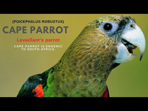 Pair of Cape parrot (Poicephalus robustus) / Pair of Levaillant's parrot / Parrot of the World