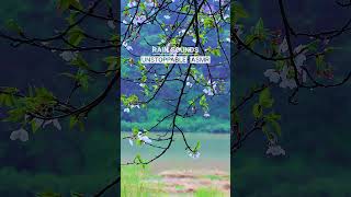 빗소리 RainSound ASMR☔ | 벚꽃 강변의 조용한 빗소리, 흐르는 강물🌸 | 힐링 휴식 릴렉스💦 | 명상 공부 집중 깊은 수면🌌 | 스트레스 불면증 완화 | 4K🎥