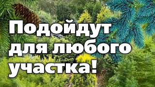 Топ 5 Хвойных Культур. Смело Их Высаживайте