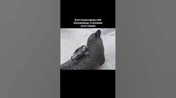 Тюлень хлопает себя по животу