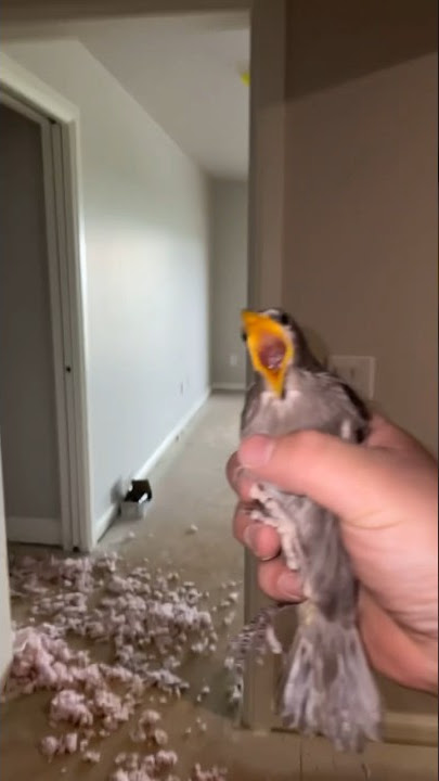 Free bird