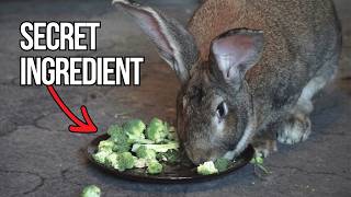 Can My Giant Bunny Find The Secret Ingredient? by Giant Rabbit Thumper 2,488 views 11 months ago 41 seconds