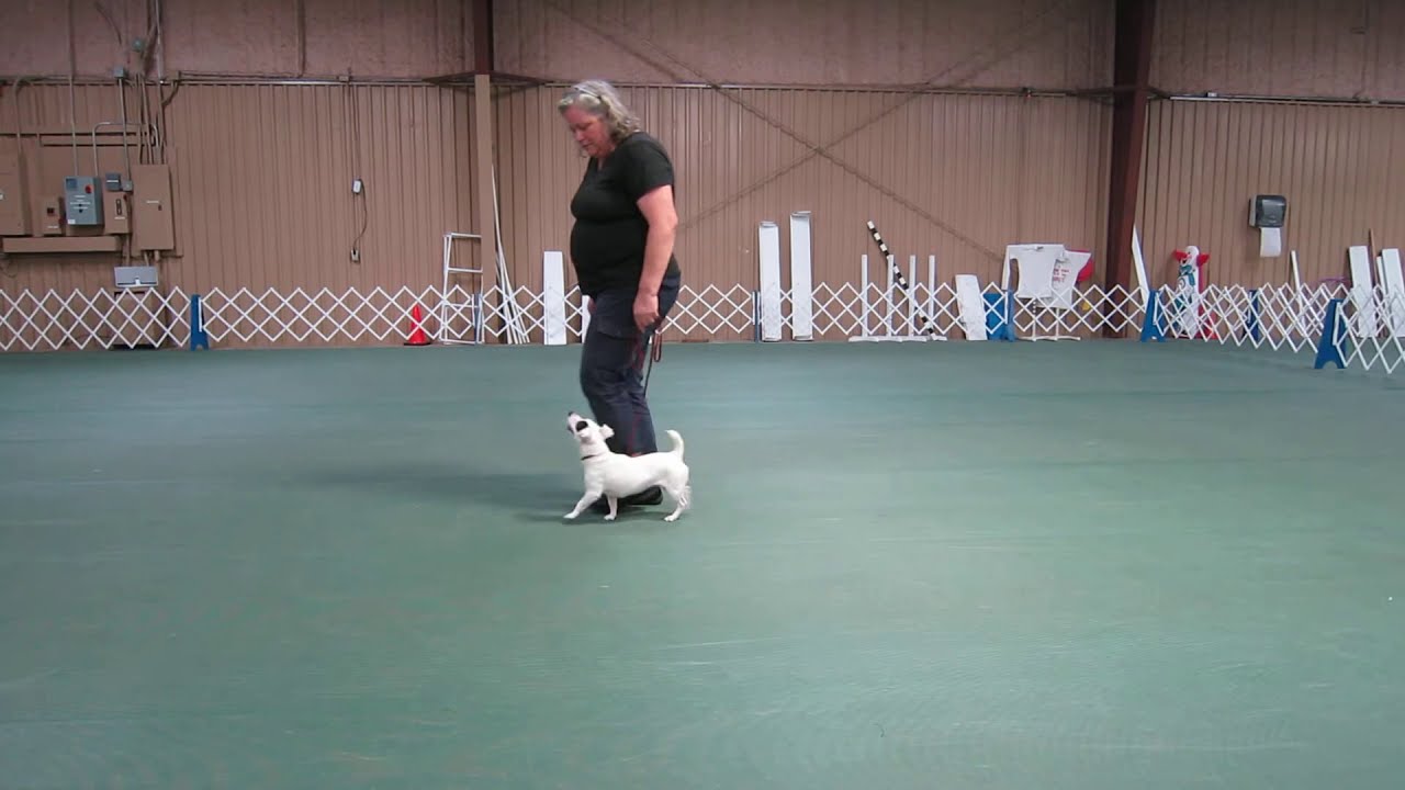 AKC Rally Novice Sign #36 :  HALT – Slow Forward From Sit