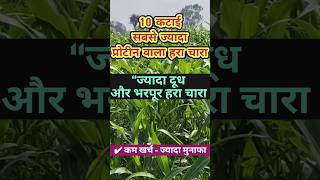 10 कटई वल हर चर दध बढन वल हई परटन चर कम खरच म जयद मनफ