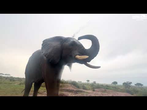 A Letter to Fishan Before Bonus Day | His Elephant Story 🐘