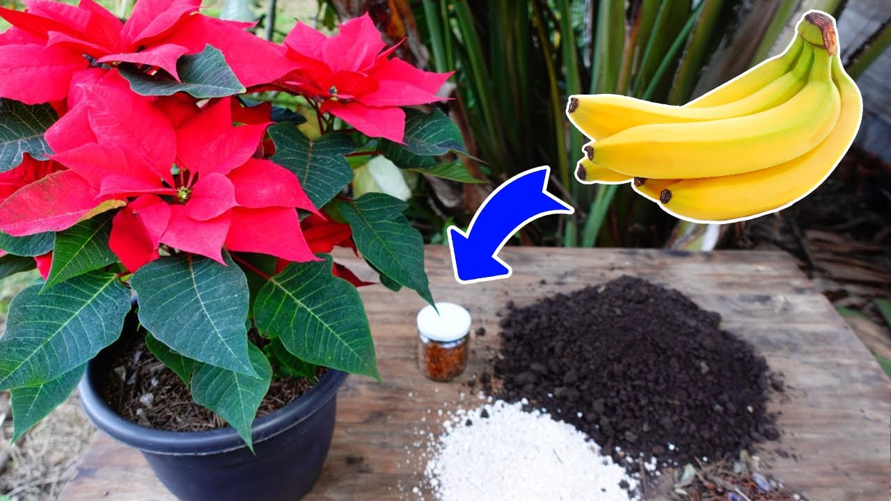 🌹Выращивание и уход ➤ Пуансеттия в горшке