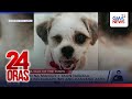Aso na mahigit 1 taon nawala, muling nakapiling ang kanyang amo | 24 Oras