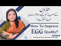 How to improve egg quality  dr naila jabeen  gynae solution  gmc