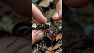 Ant POV Camera Goes Underground 🐜 Real Colony Life (Unseen World) Profile