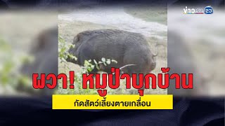 ผวา! หมูป่าบุกบ้าน กัดสัตว์เลี้ยงตายเกลื่อน