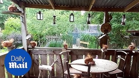 Peaceful moment native red squirrels take over British garden