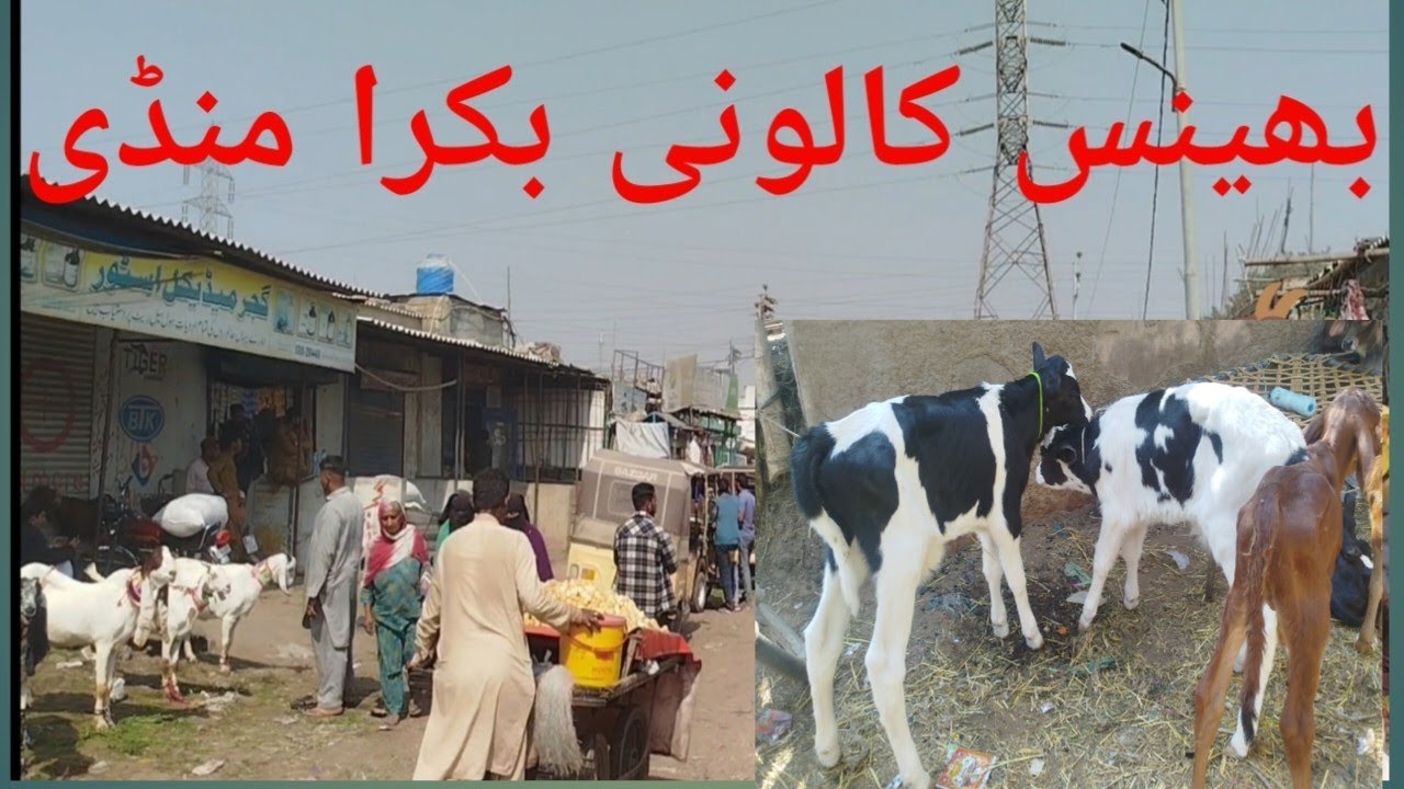 Bhains Colony Bakra Mandi 13/02/2026 🐐🐏🔥🥰❤️💥🪐