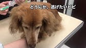 Miniature Pinscher ミニピン 犬 膵炎 療養食 Dog Pancreatitis Prescription Diet Youtube