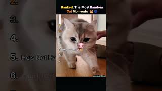 Ranked: Most Random Cat Moments #babyshorts  #cat