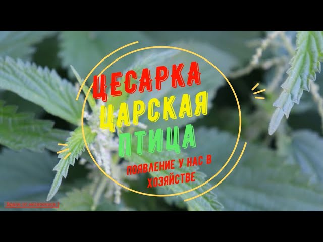 ЦЕСАРКА - ЦАРСКАЯ ПТИЦА. Серо крапчатая бройлерная цесарка. В нашем хозяйстве прибыло! :)