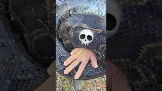 DEADLY PYTHON!