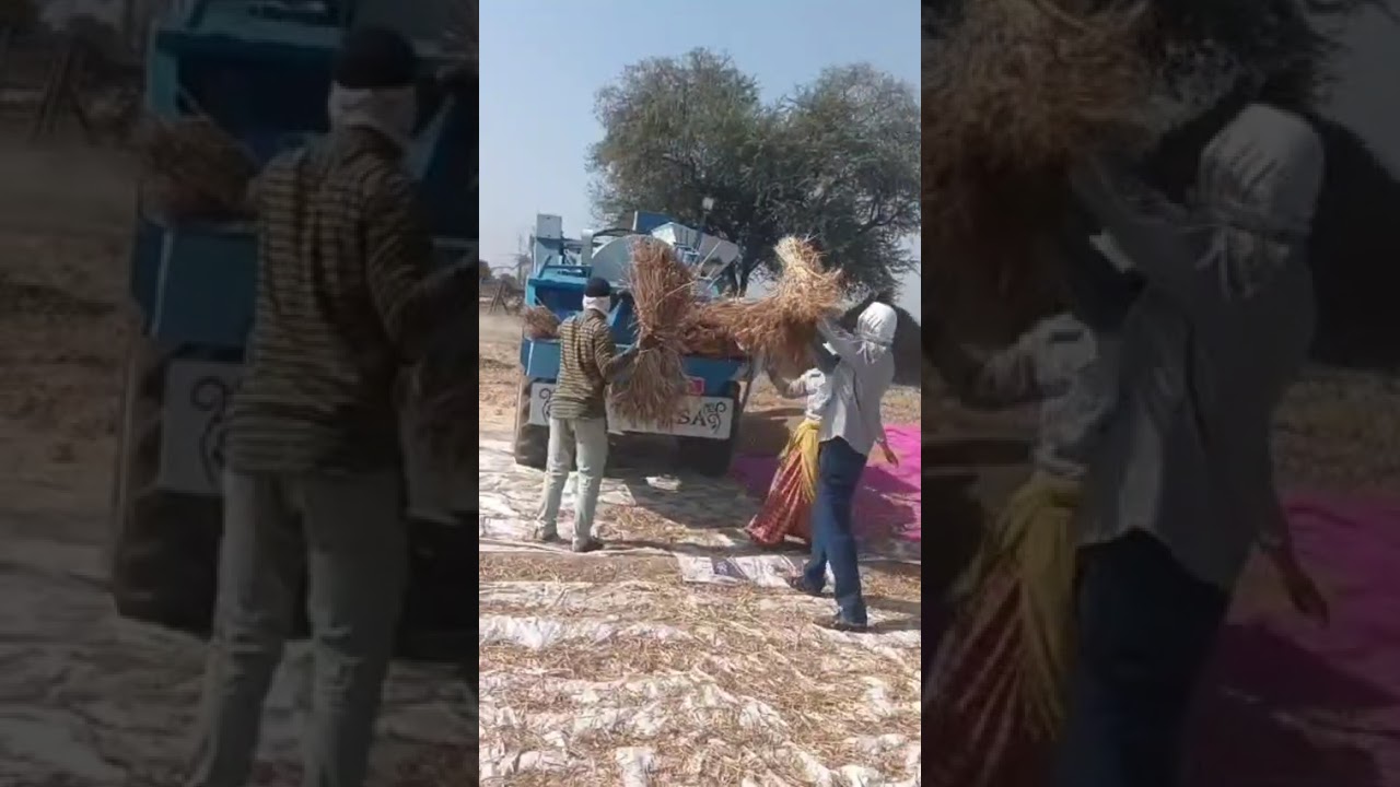 KHT VIRAL THRESHER SHORTS  