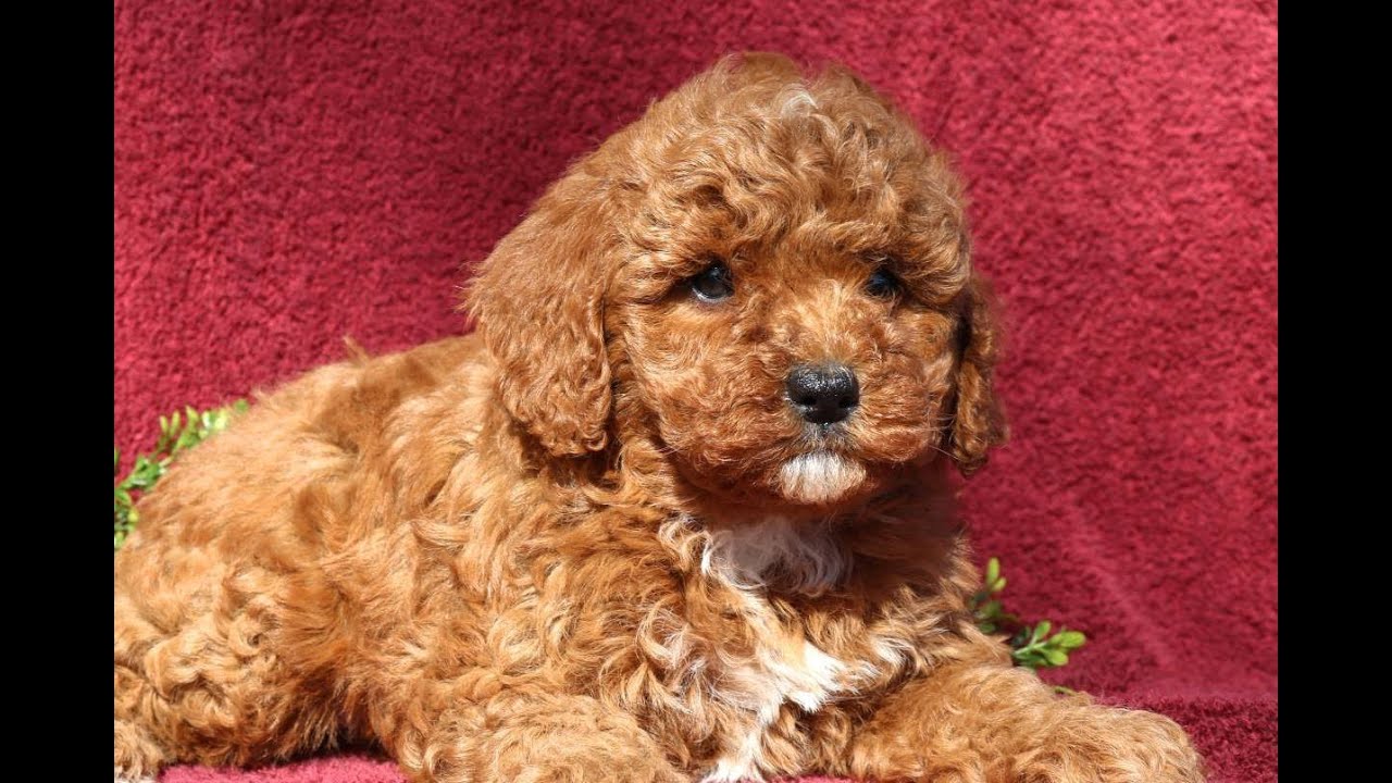 Mini Goldendoodle Puppies for Sale YouTube