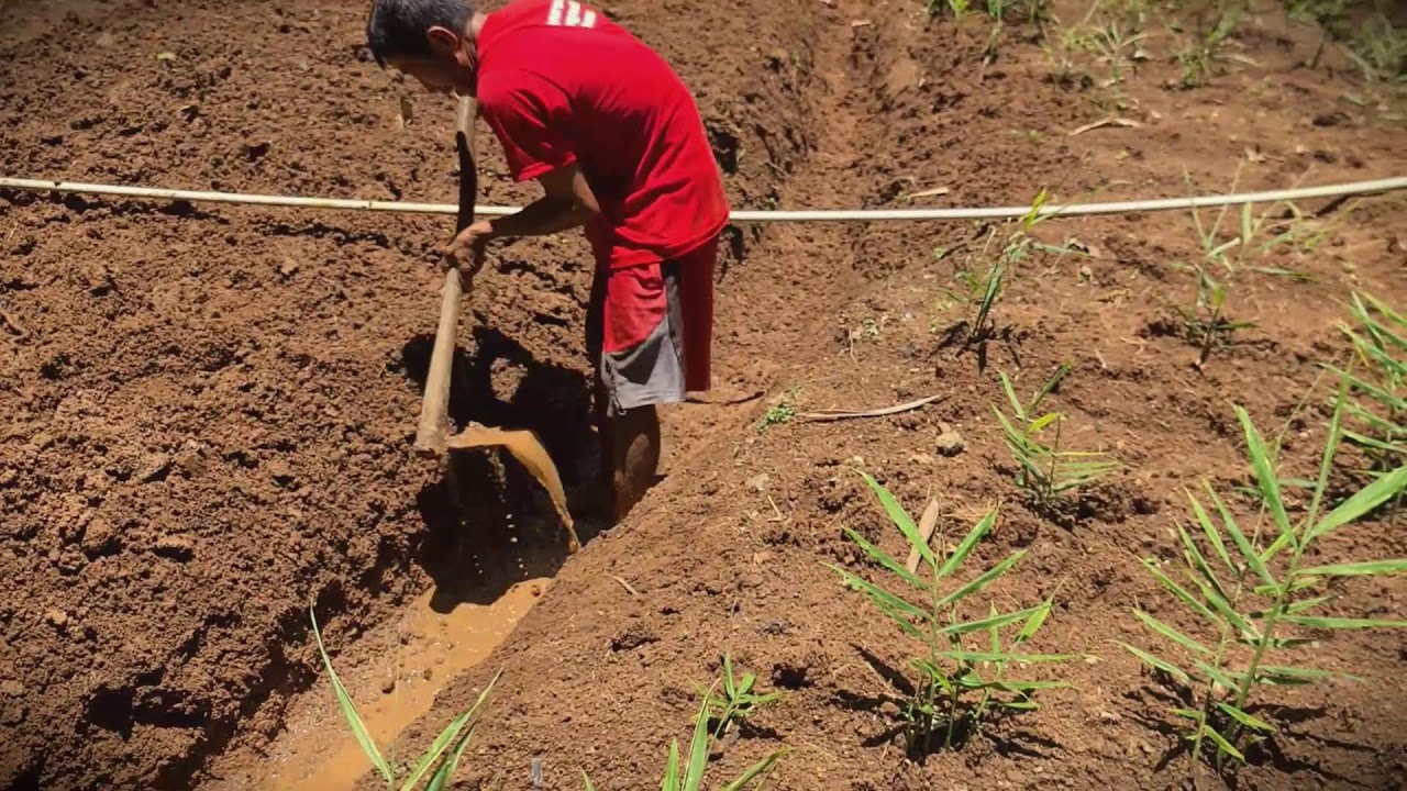 Sustainable Growth: The Secret to a Lush Rice Harvest _FarmersLife _Shorts