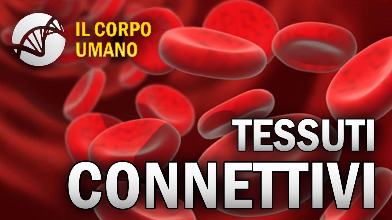 Tessuti Connettivi - Il Corpo Umano
