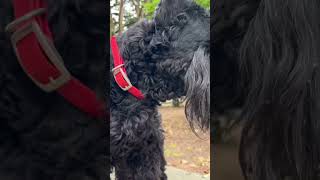 8 Giant Schnauzer Facts in 25 seconds | 101 Facts Available On My Channel #dog #schnauzer