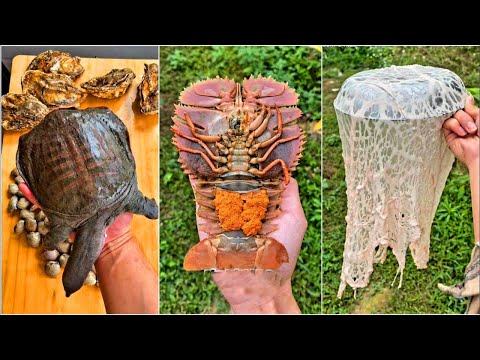 Catching Seafood ( Fish, Clam, Octopus, Crab, Shrimp )| Fishing Videos - Satisfying ASMR