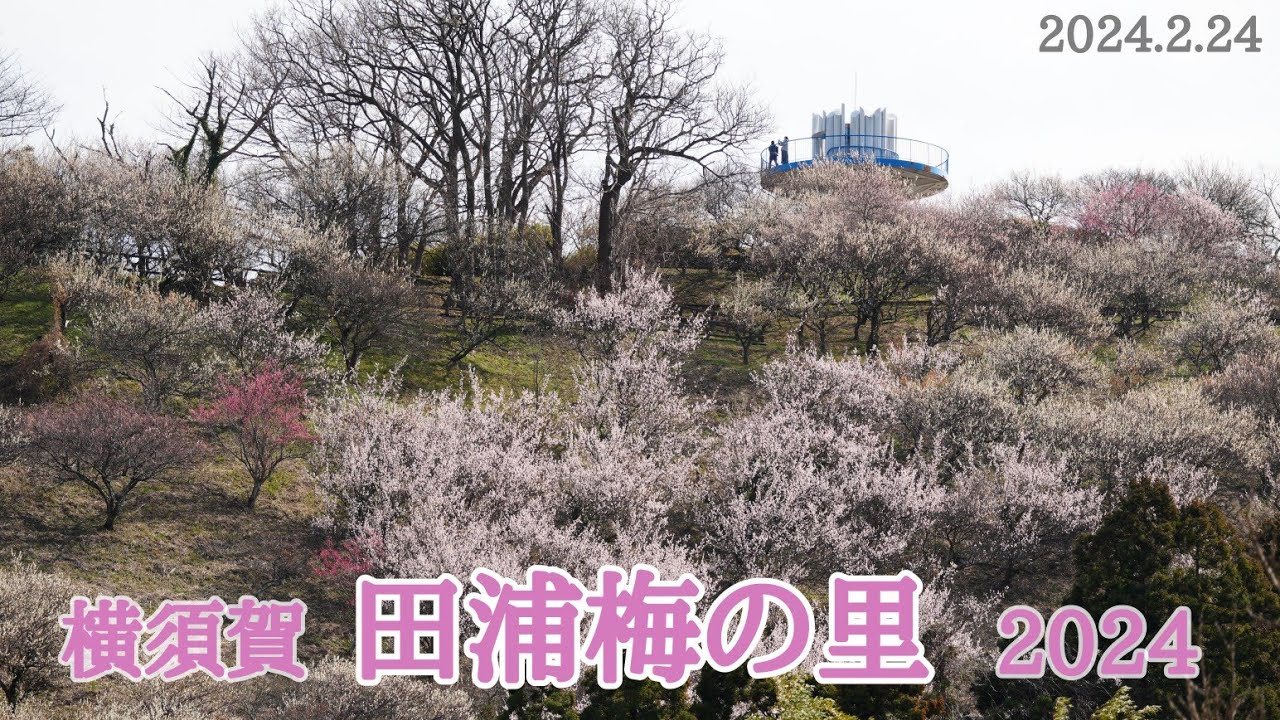 田浦梅の里（田浦梅林）｜三浦半島の春を告げる、2000本の梅林！