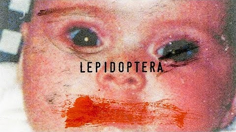 LEPIDOPTERA | Mixed Media Animation with Natural Materials