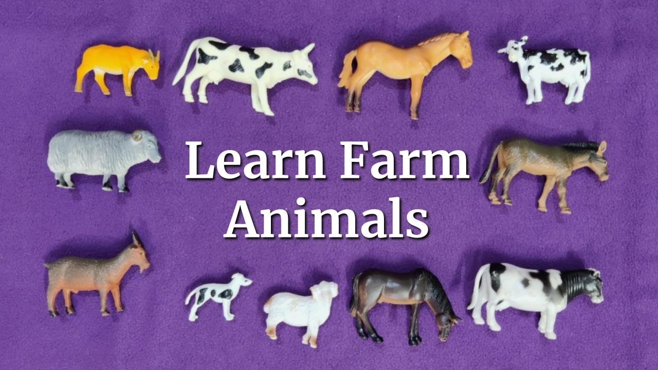 Learn Animals Farm Animals Learn words with Animal Learn Animals Farm Animals Learn words with Animal