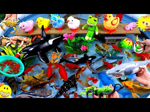Collection of Cute Animals Videos, Cute Frog, Tiger Sharks, Killer Whale,Hedgehog Fish,Goldfish,Crab