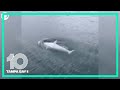 Rare, white killer whale spotted off Alaska coast