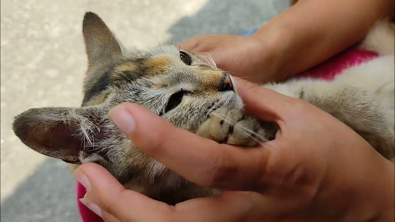 Killing tick fleas on cat ² YouTube