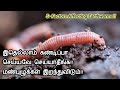 தோட்டத்தை செழிப்பாக்க மண்புழுக்களை அதிகரிப்பது எப்படி? || Increase Earthworms || Grow Earthworms