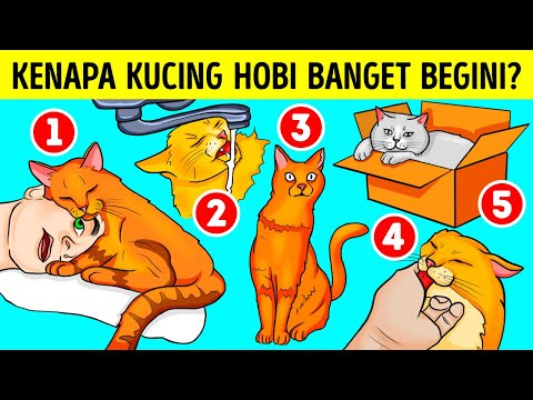 Video: Mengapa Kucing Seperti Minum Dari Air Faucet?