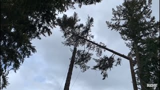 Massive fir tree tops, land in the backyard