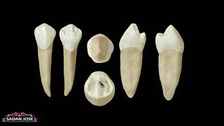 primer premolar inferior anatomía