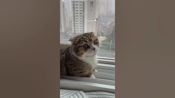 Watch the video about Rainy days ⛈️ #cat #kitten #cute #cutecat #kitty #munchkin