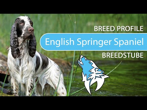 Video: English Springer Spaniel Dog Breed Hypoallergenic, Health And Life Span