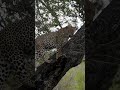 Leopard leaps up a tree | andBeyond Tengile | WILDwatch