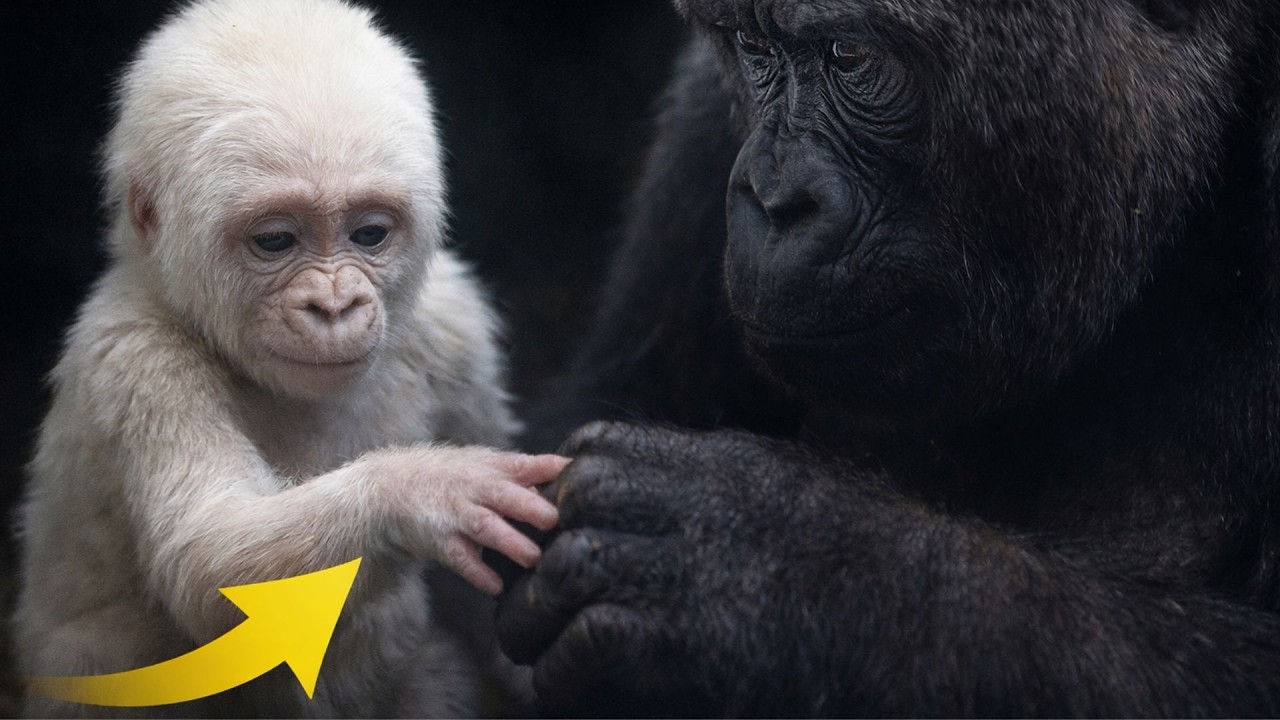 The Blind White Gorilla Nobody Wanted | A True Sanctuary Story