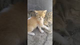 Watch the cats tenderness on her little son.????