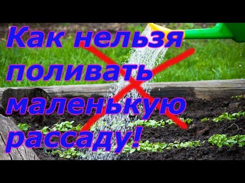 Вопрос: Как часто поливать рассаду астры, эустомы?