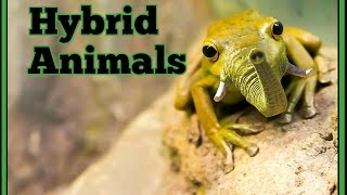 5 Amazing hybrid animals fresh from the 